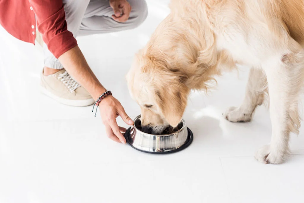 Persona alimentando a un perro
