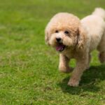 Caniche toy