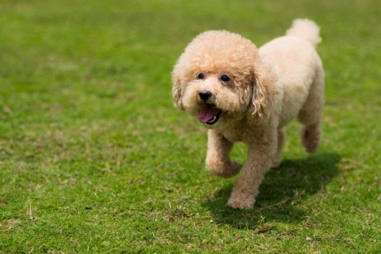 Caniche Toy
