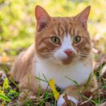 Gato Callejero | SantéVet