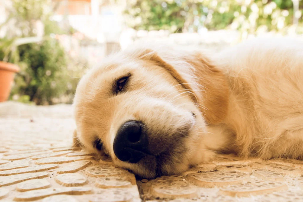 Golden retriever echado
