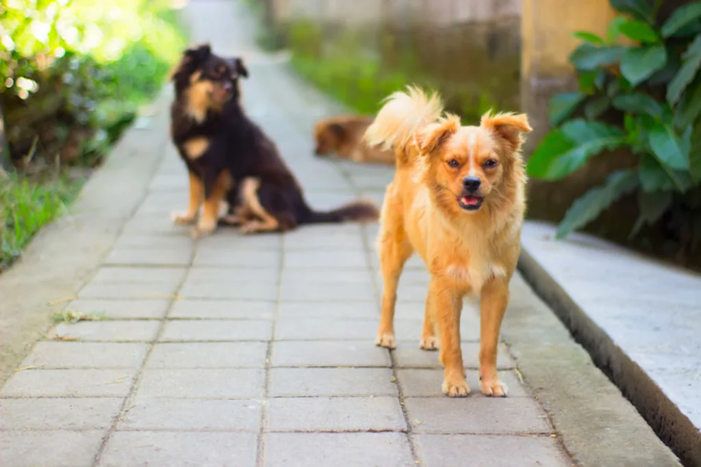 Cachorros en un sendero