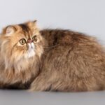 Gato persa | SantéVet