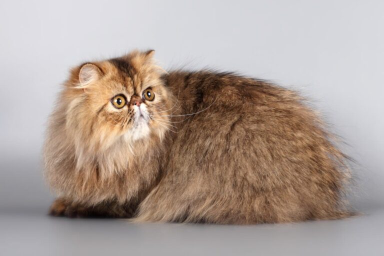 Ficha Gato Persa: carácter, educación y salud