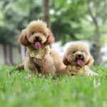 Chiens Caniche (1)