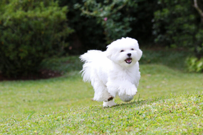 Bichón maltés
