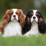 Cavalier King Charles Spaniel
