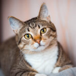 Gato Comun Europeo | SantéVet