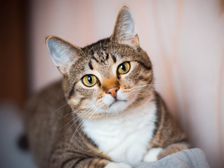 Ficha Gato común europeo: características y cuidados