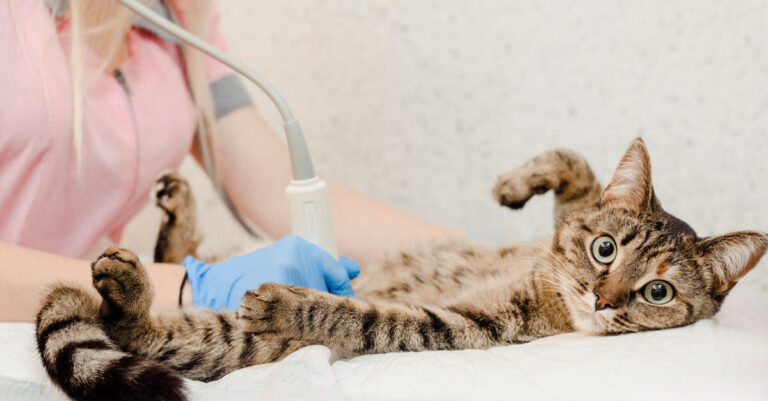 ¿Cuándo y por qué esterilizar a tu gato?