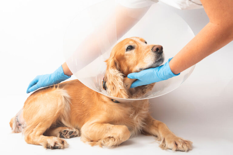 hernia en perros: diagnóstico y tratamiento – Santévet