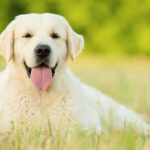 Labrador Retriever – Seguro Santevet