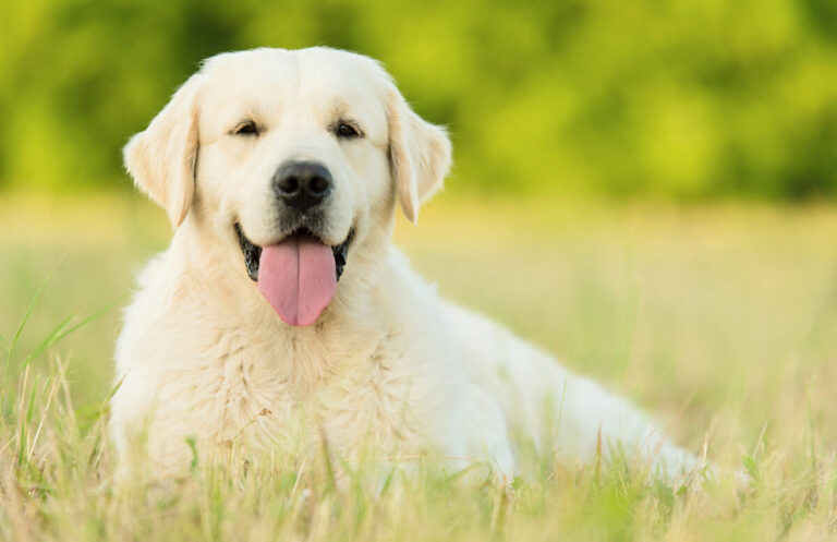 Labrador retriever