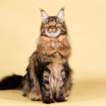 Maine Coon | SantéVet