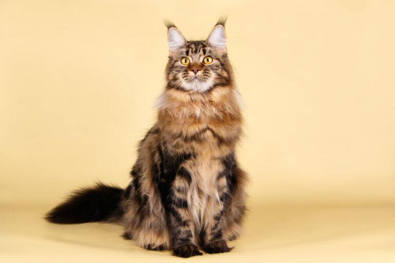 Maine Coon