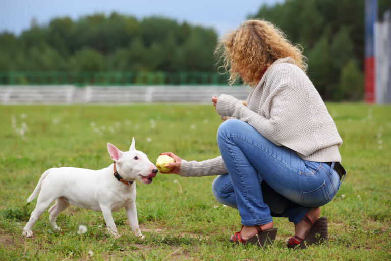 ¿Cómo educar a un perro?