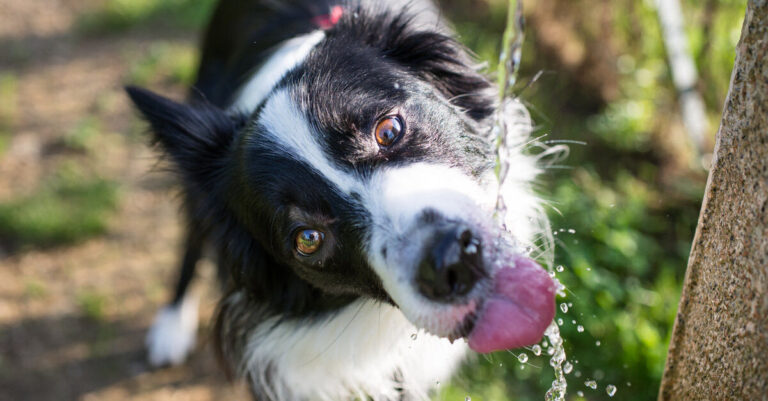 Motivos por los que mi perro bebe mucha agua: ¿le sucede algo?
