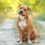 American Pitbull Terrier | Santévet
