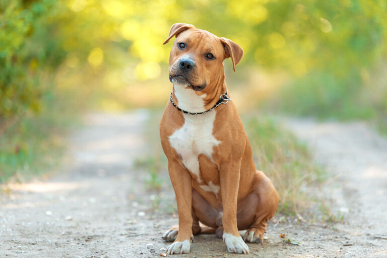 Pitbull (American Pitbull Terrier) 
