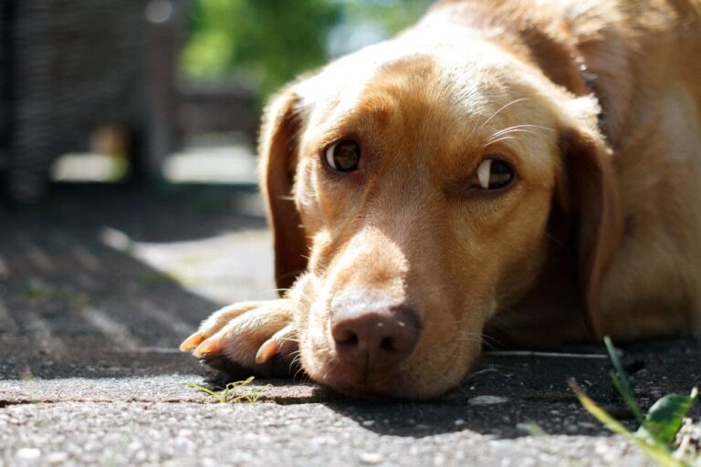 ¿Es obligatorio contar con un seguro para perros?