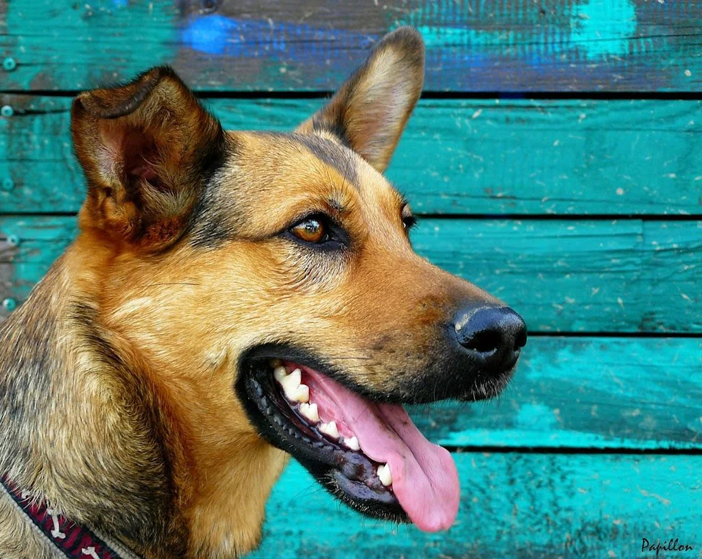 Perfil de perro pastor alemán