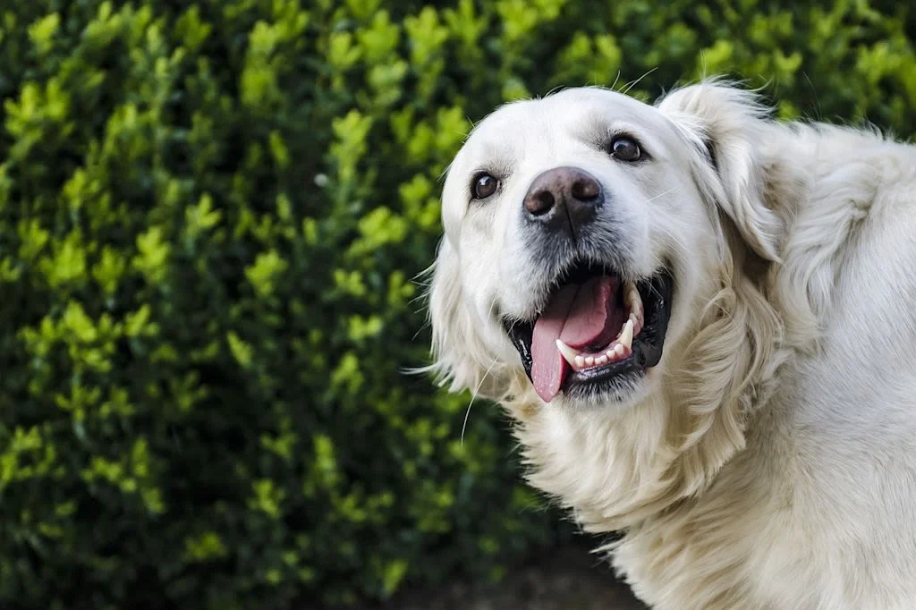 Golden retriever sobre fondo verde