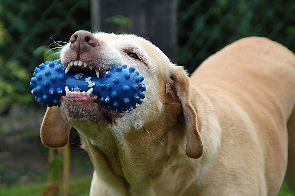 Perro labrador con juguete azul
