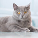 Fiche race British Shorthair