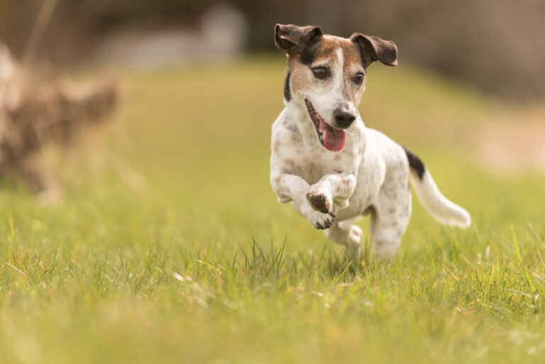 Mi perro es mayor de 10 años: ¿qué puedo hacer para contratar un seguro?