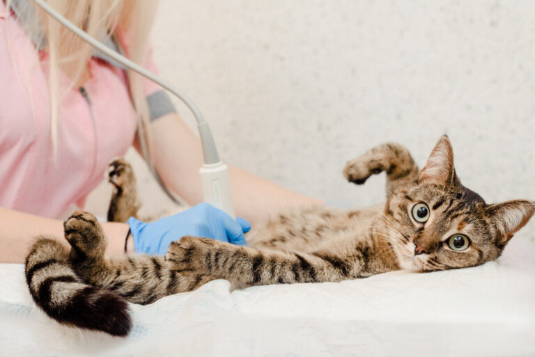 La gastroenteritis en perros y gatos