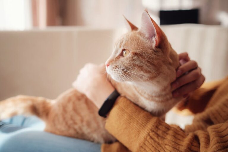 Cat Indoor : la modalidad de seguro para gatos de interior