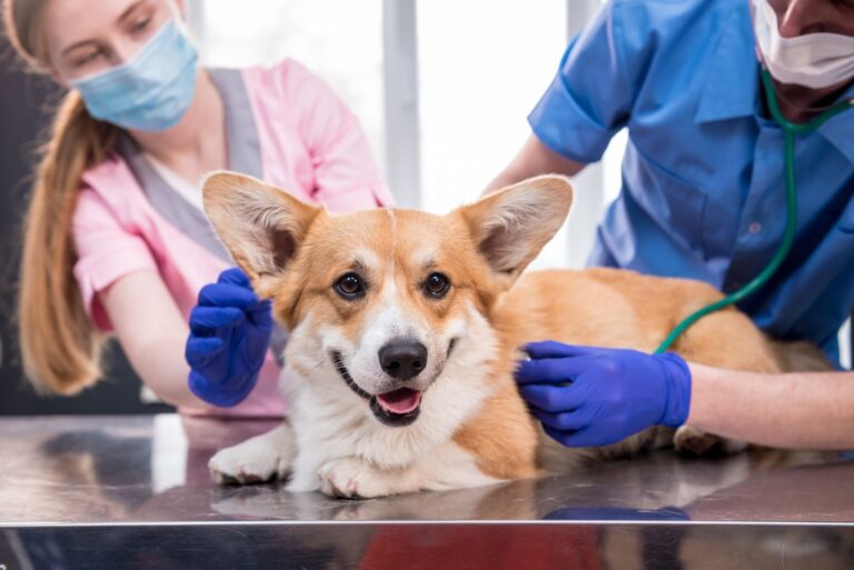 Santévet: el seguro más recomendado por los veterinarios