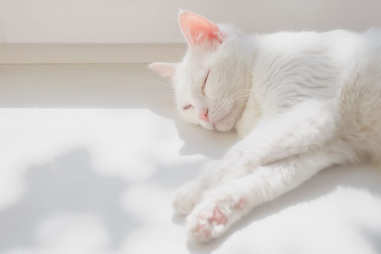 Cat Indoor, el mejor seguro para gatos de interior