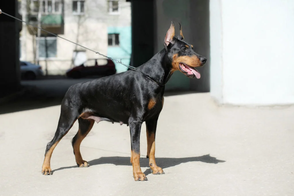 Perro