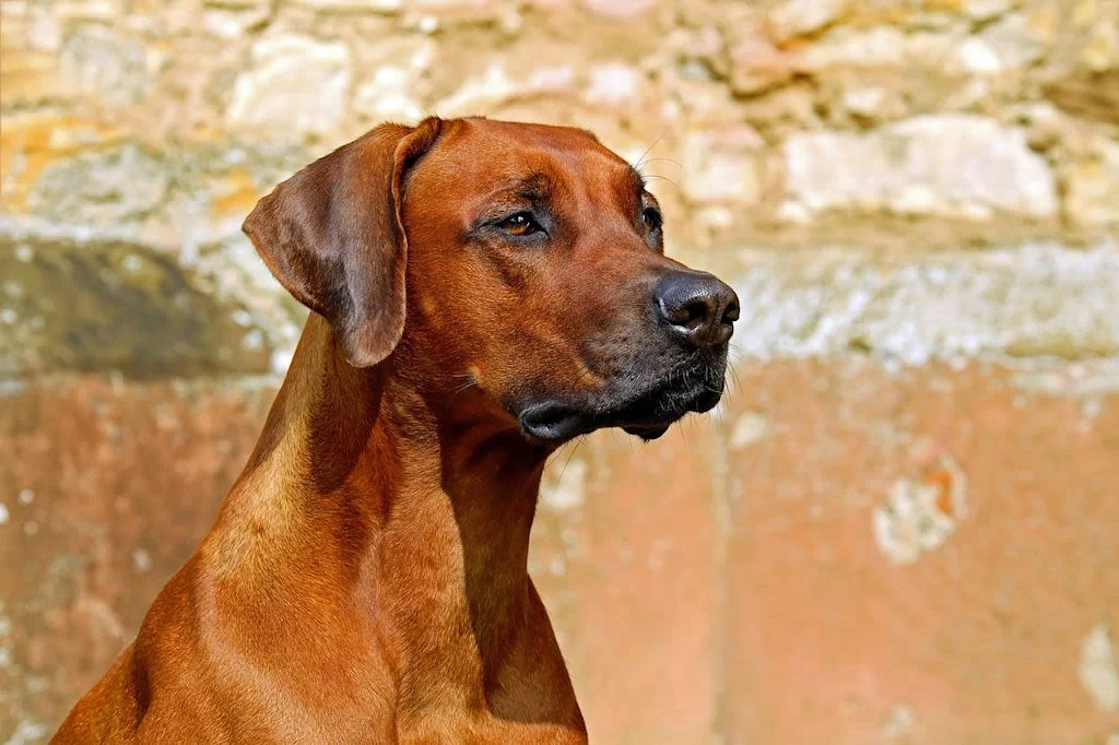 Diagnóstico de pancreatitis