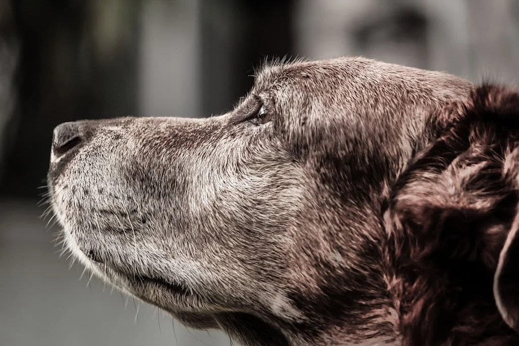 Pancreatitis en perros senior