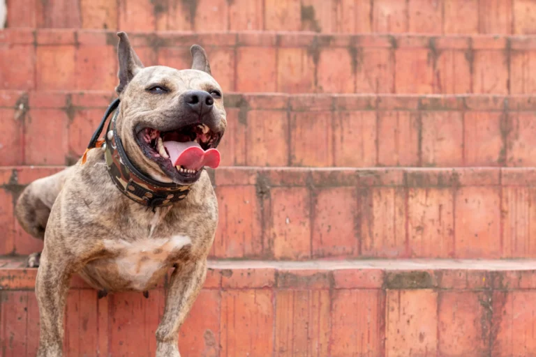 Seguro para perros PPP: normativa, licencia y seguro obligatorio