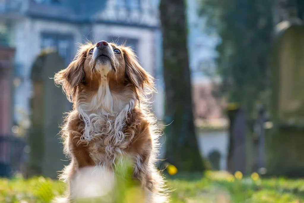 Perro en el césped