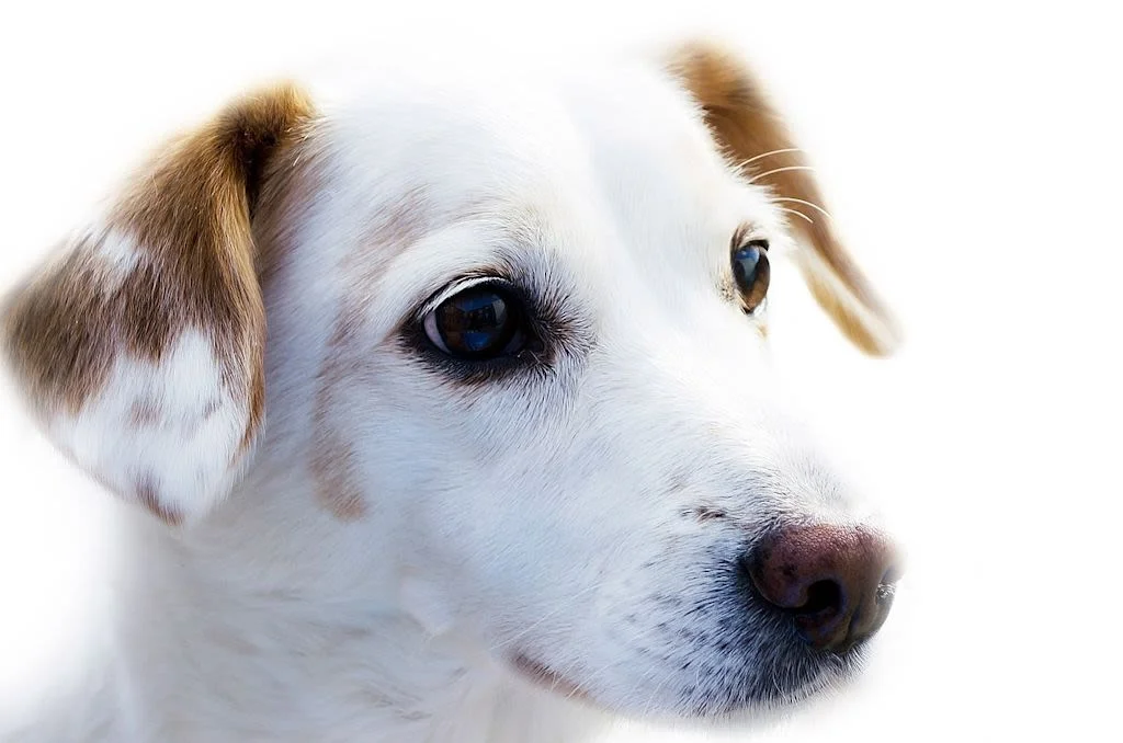 Primer plano de perro blanco.