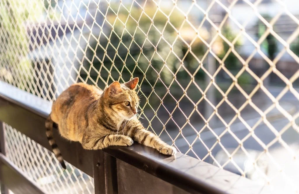 Los gatos también están expuestos a riesgos