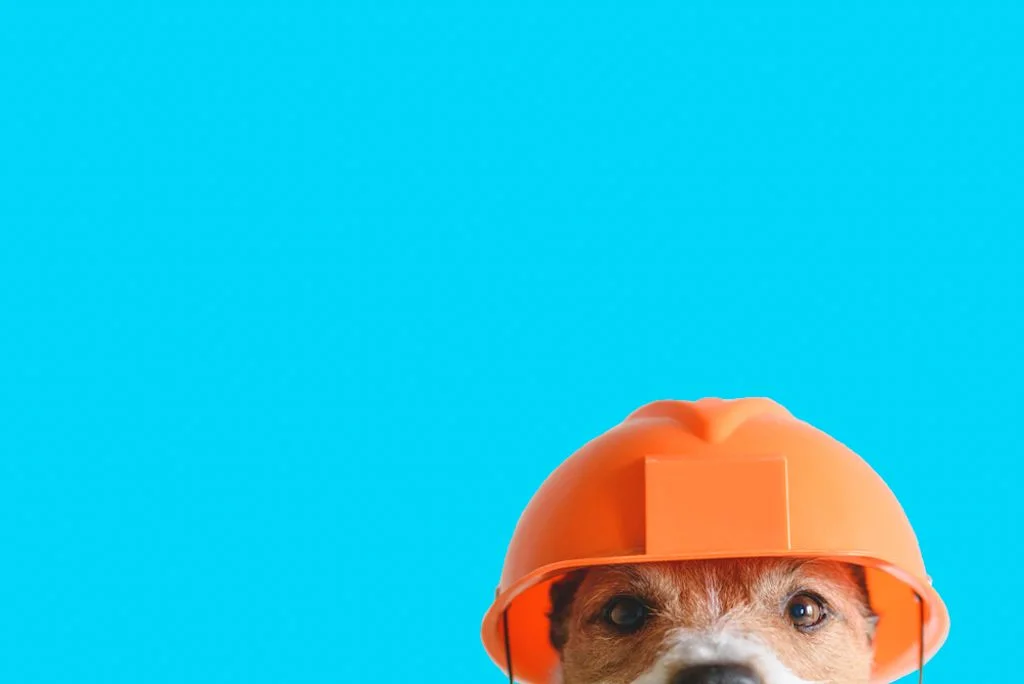 Protege a tu perro con un seguro