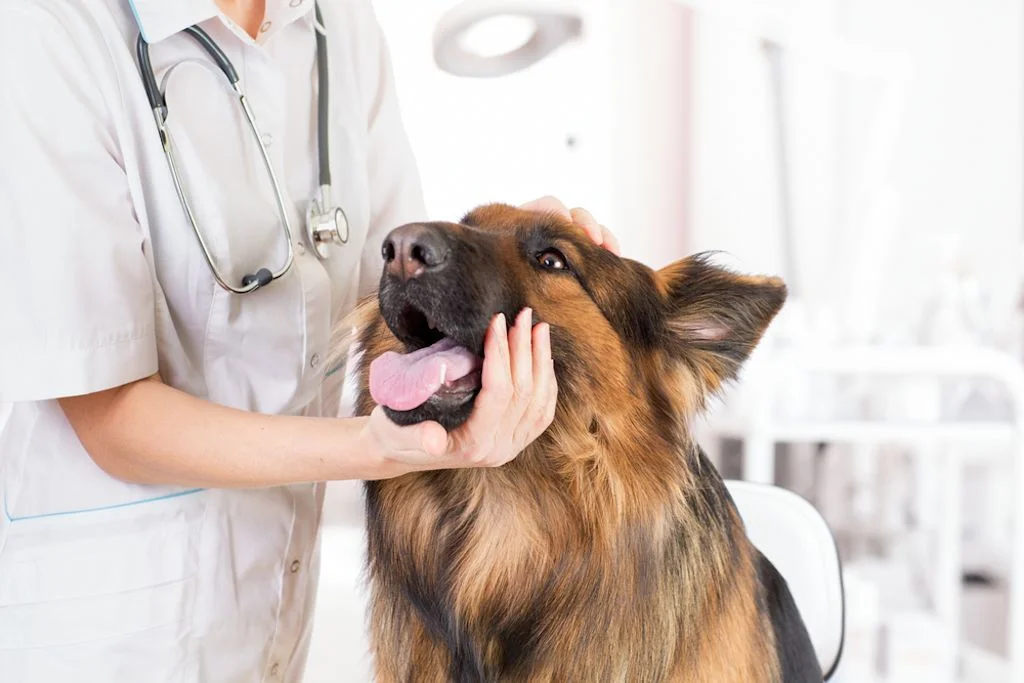 Atención veterinaria inmediata