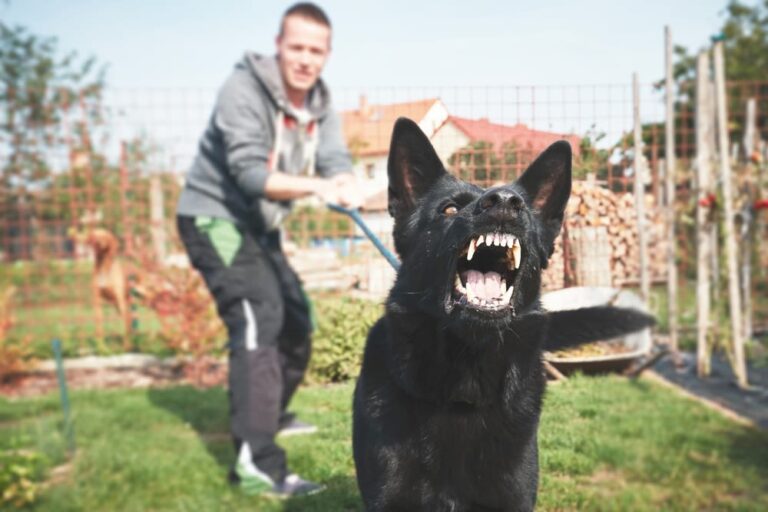 Seguro para perros obligatorio: responsabilidad civil, precios y cuándo es necesario