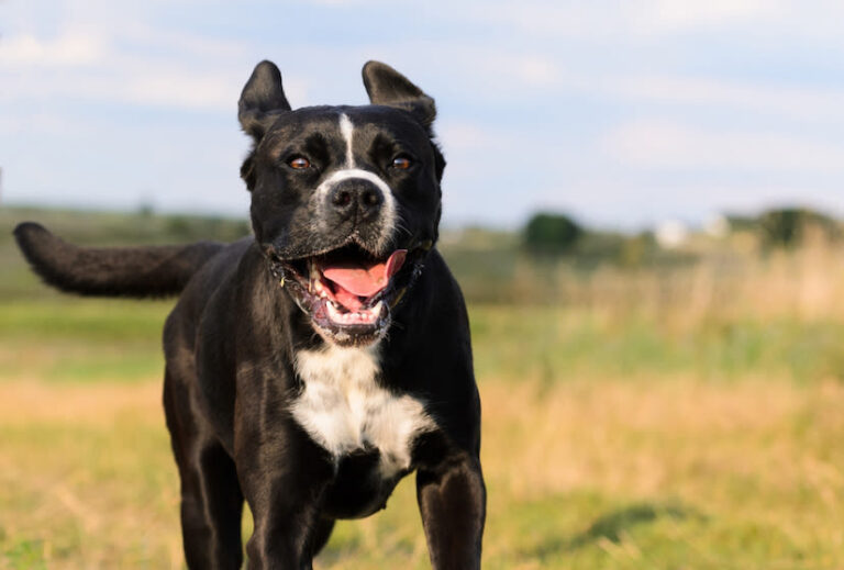 Todo lo que necesitas saber sobre la tenencia de perros potencialmente peligrosos en España