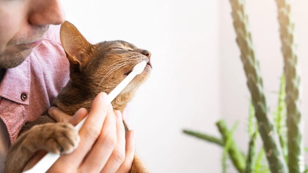 Gato y cepillo dental