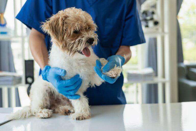 ¿Cuánto vale una cirugía para un perro? 