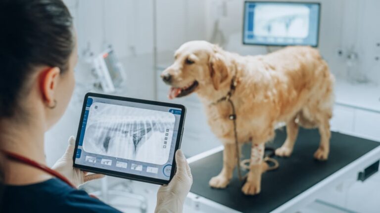 ¿Cuánto cuesta ir al veterinario? Conoce las tarifas veterinarias para perros 