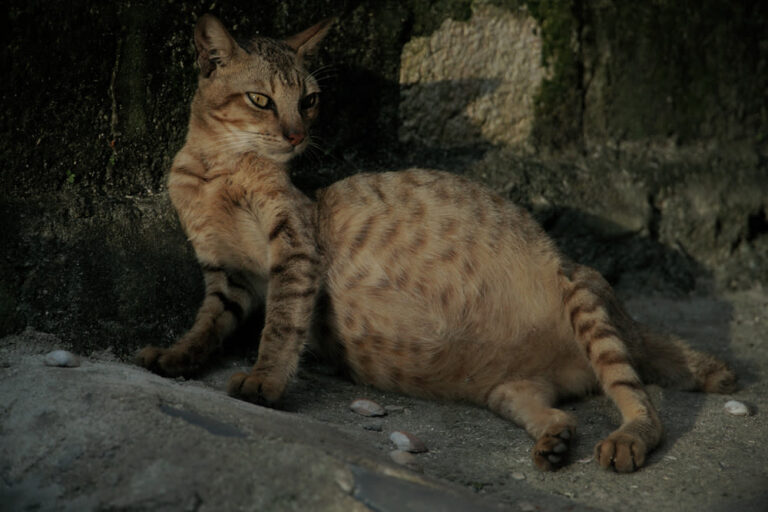 Guía completa sobre el tratamiento del PIF en gatos
