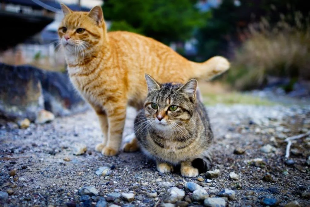 1.cat-1096821 1280