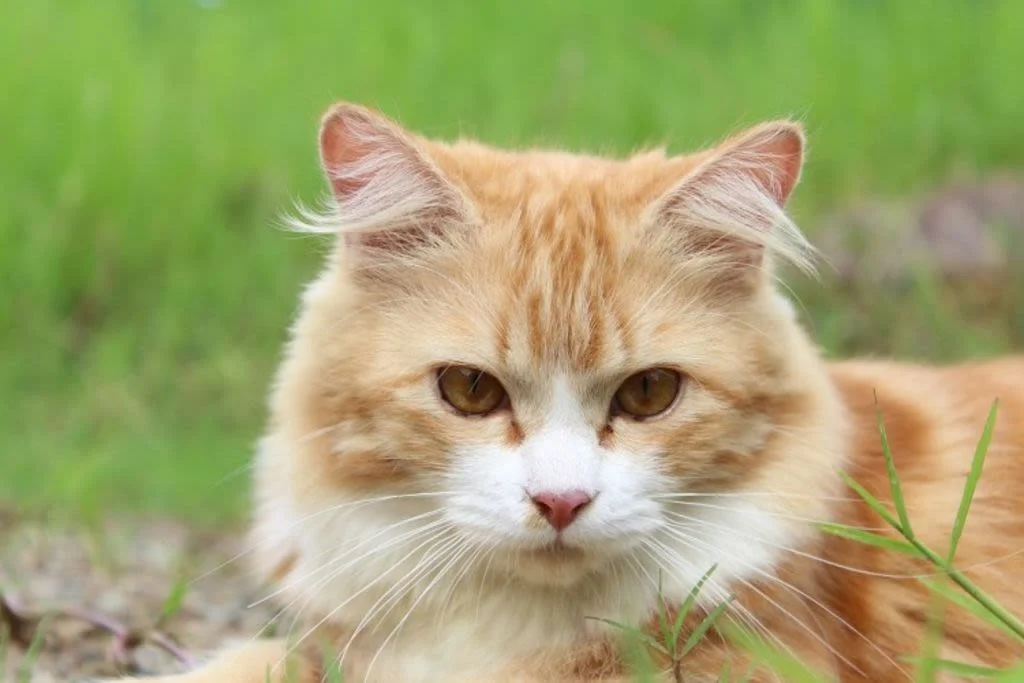 2.cat-111793 1280